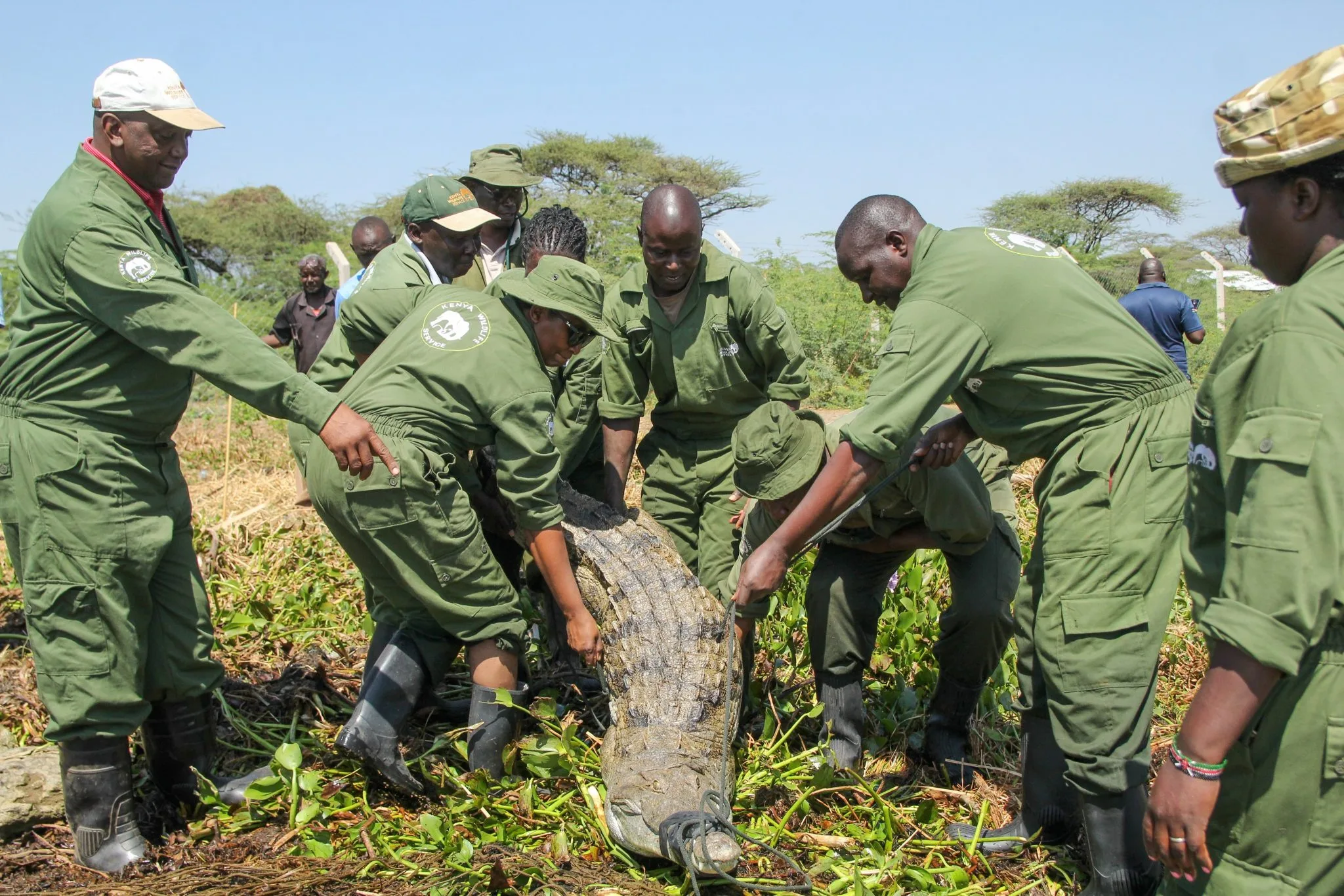 Rising Lake Baringo pushes crocodiles into homes as KWS steps in to relocate reptiles
