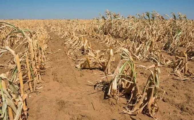 Dry August Ahead as Kenya Met Forecasts Warmer Than Normal Temperatures