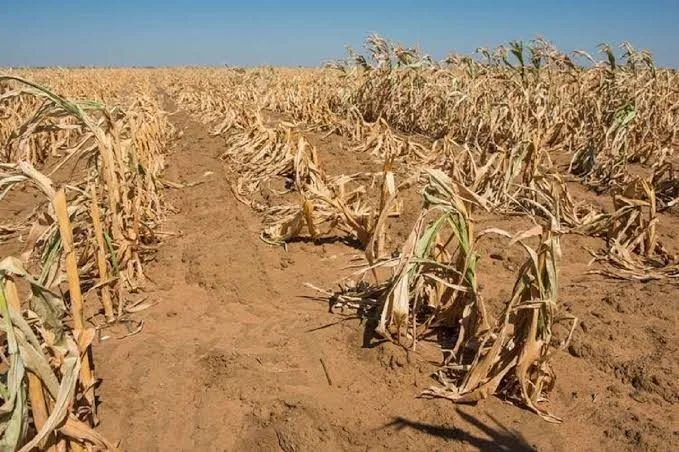 Dry August Ahead as Kenya Met Forecasts Warmer Than Normal Temperatures