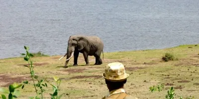 Food safety fears emerge after 15 elephants die in Amboseli