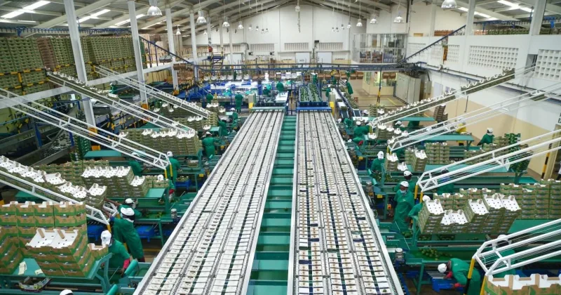 Unionisable Kakuzi Plc employees set to receive a 15% wage increase as union negotiations successfully close