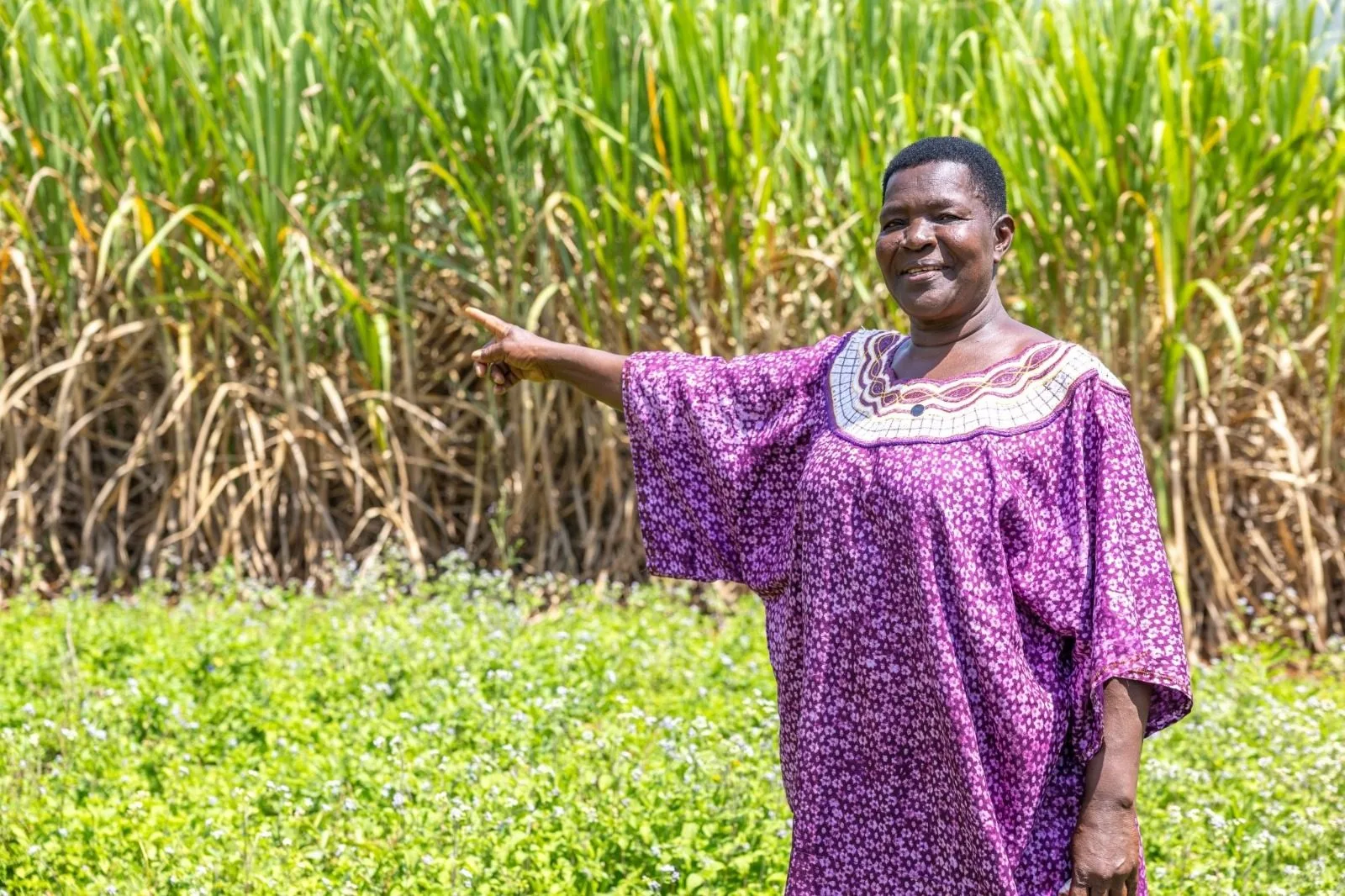Women driving cane farming to boost household economies in Migori County 