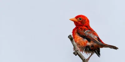 Kenyan birders James Omenya and Simon Odhiambo rediscover rare Red Weaver after 12 years in Boni-Dodori Forest