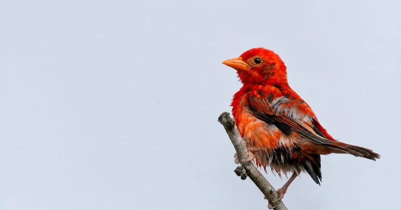 Kenyan birders James Omenya and Simon Odhiambo rediscover rare Red Weaver after 12 years in Boni-Dodori Forest