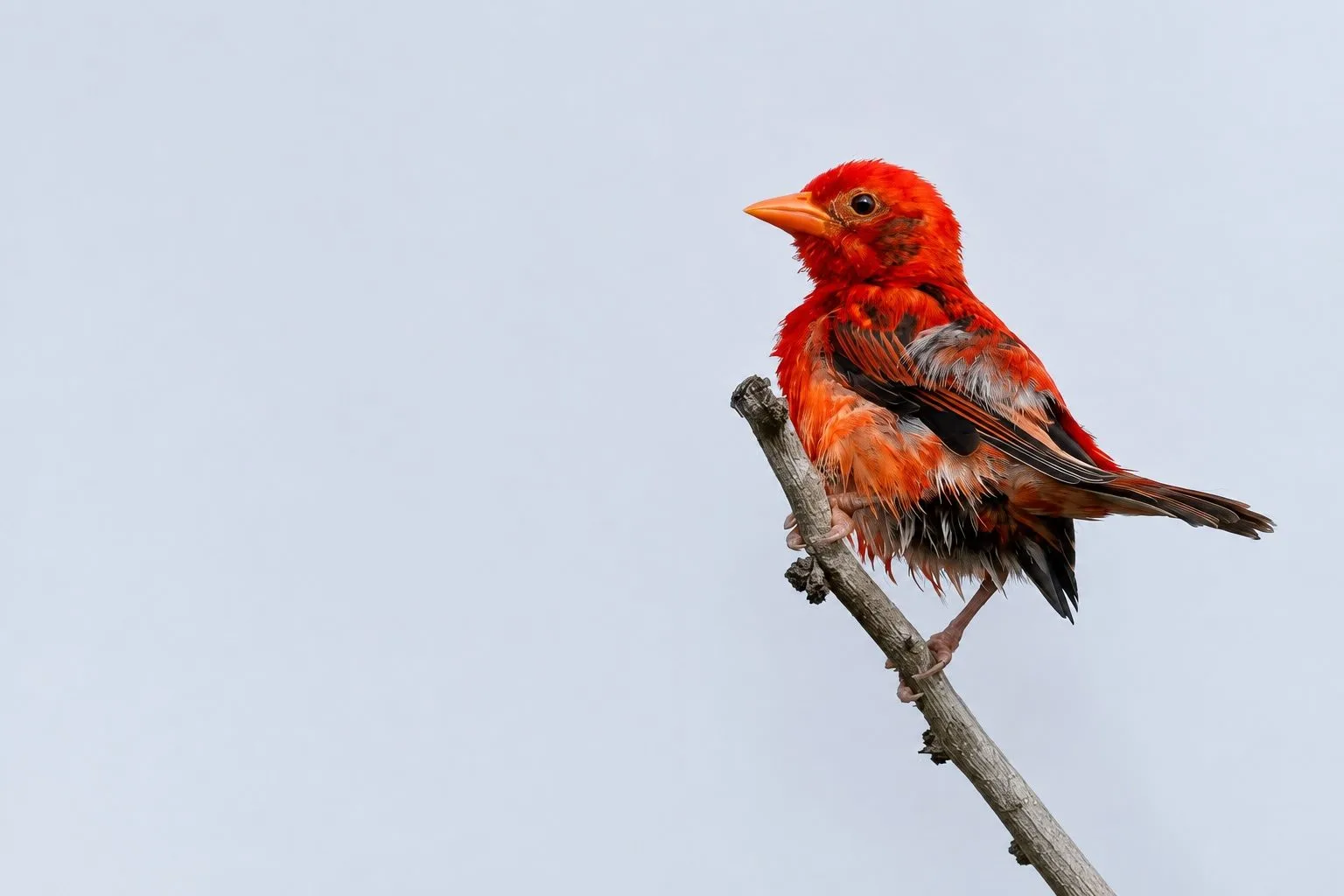 Kenyan birders James Omenya and Simon Odhiambo rediscover rare Red Weaver after 12 years in Boni-Dodori Forest