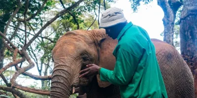 Neighbors with tusks: How Kenyans learn to live alongside elephants