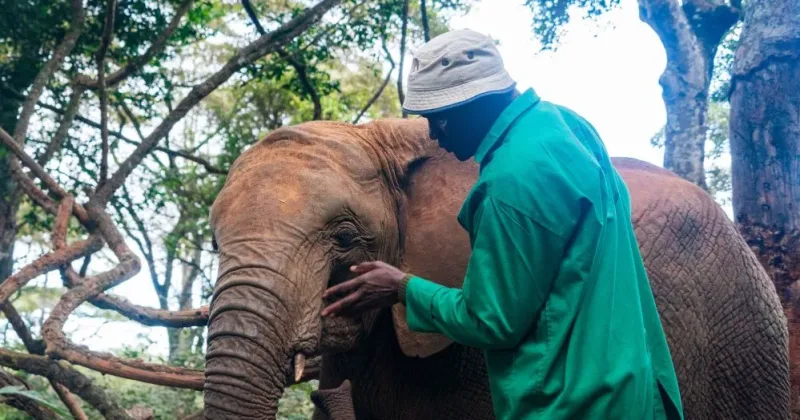 Neighbors with tusks: How Kenyans learn to live alongside elephants