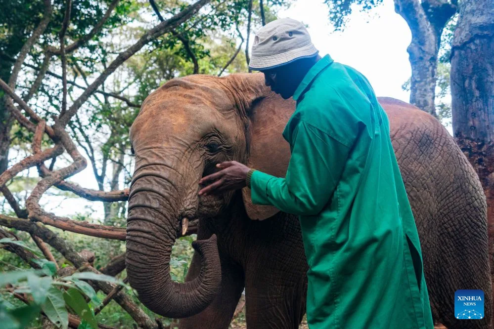 Neighbors with tusks: How Kenyans learn to live alongside elephants