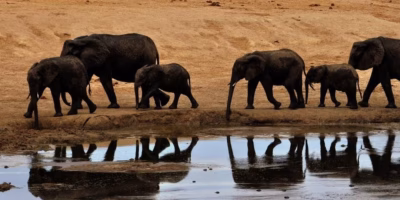 KWS launches multi-agency probe into elephant deaths in Amboseli-Kimana landscape