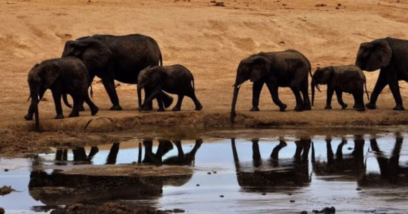 KWS launches multi-agency probe into elephant deaths in Amboseli-Kimana landscape