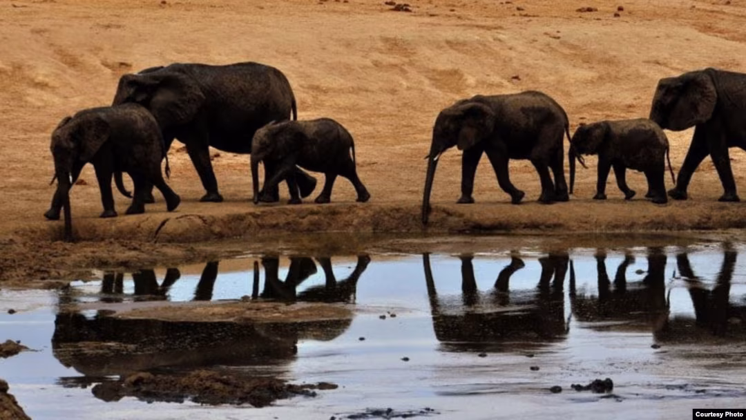 KWS launches multi-agency probe into elephant deaths in Amboseli-Kimana landscape