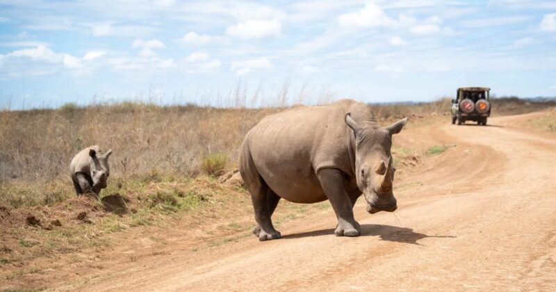 KWS turns to live broadcasts to woo domestic, international wildlife lovers