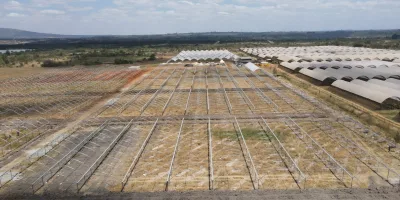 Kakuzi breaks ground for new Blueberry production orchards