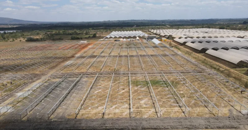 Kakuzi breaks ground for new Blueberry production orchards