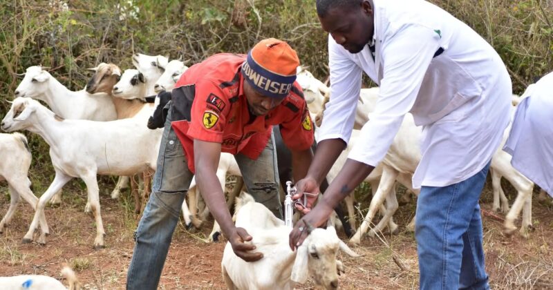 EU commits Sh7.38bn to help Africa eradicate livestock disease