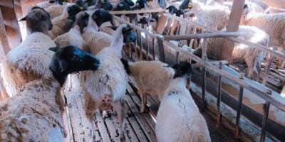 FAO seeks more funding to meet 2040 livestock disease eradication target
