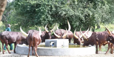Africa targets livestock productivity to curb $100bn food import bill as ministers push continent-wide scale-up