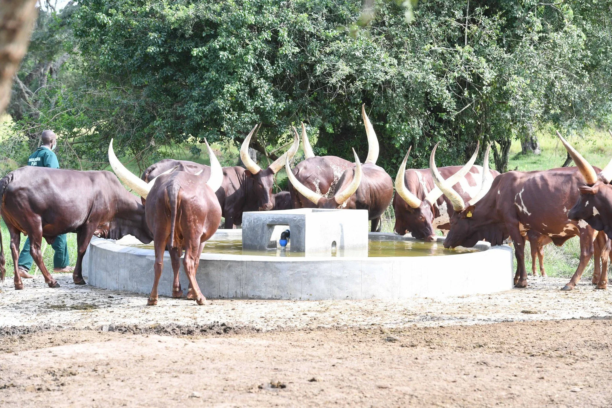 Africa targets livestock productivity to curb $100bn food import bill as ministers push continent-wide scale-up