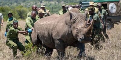 From survival to expansion: Kenya faces new challenge as rhino numbers grow