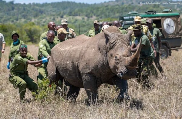 From survival to expansion: Kenya faces new challenge as rhino numbers grow