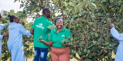 Avocado and herb exporter Karakuta Fresh Produce to list on NSE