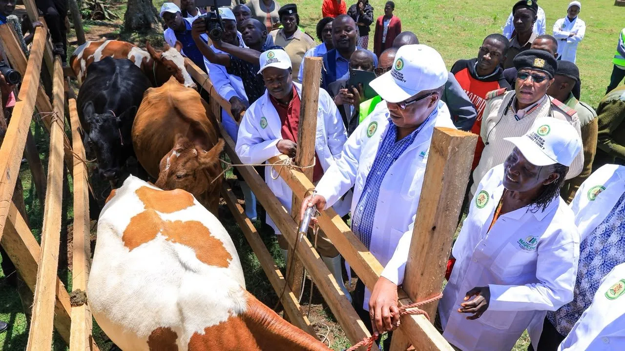 Nyaribo launches Sh36.4mn farmer grants, FMD vaccination targeting 113,800 cattle