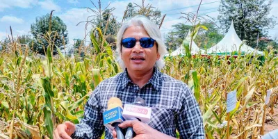 Maize Experts Urge Farmers to Plant Region-Specific Varieties Ahead of El Niño Rains
