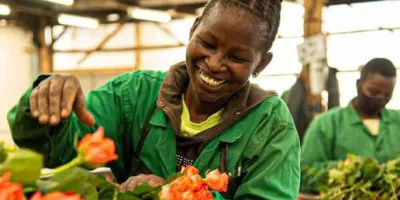 Flower farms grapple with backlogs after aviation strike