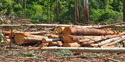 Mt Kenya sawmillers deny deforestation claims, defend Aberdare logging