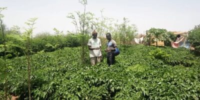 US$500m Great Green Wall push targets 270,000 hectares across nine African countries