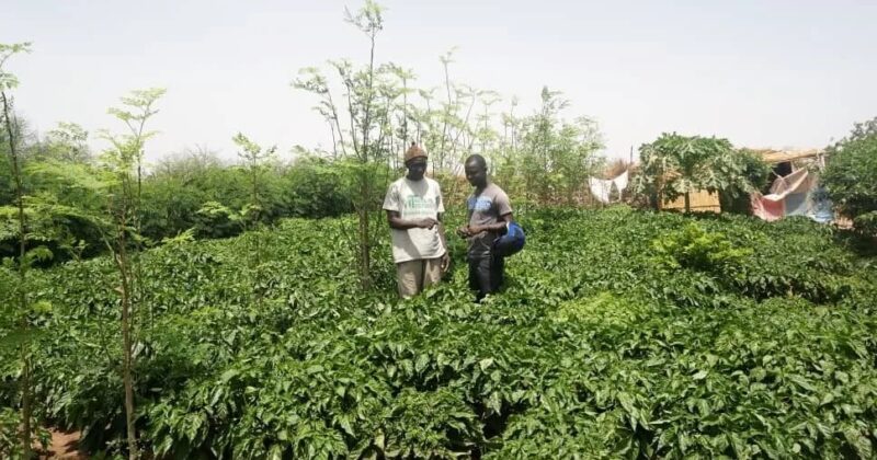 US$500m Great Green Wall push targets 270,000 hectares across nine African countries