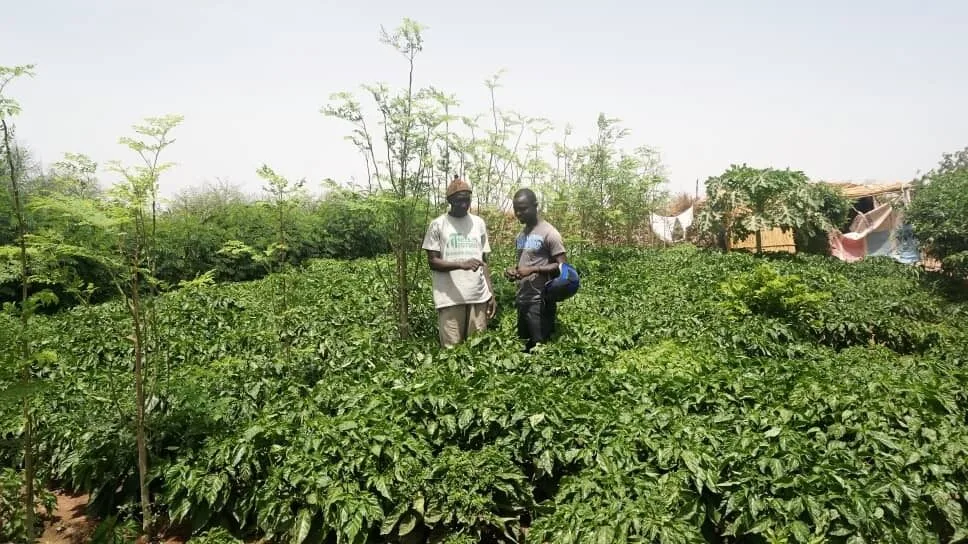US$500m Great Green Wall push targets 270,000 hectares across nine African countries