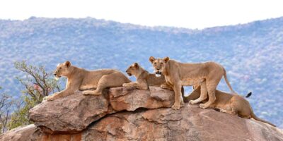 Samburu warriors turn from lion hunters to protectors as Pride of Samburu premieres in Nairobi
