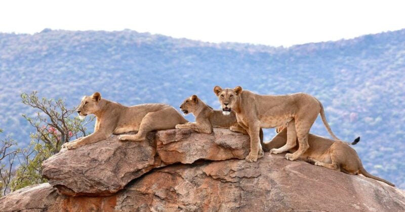 Samburu warriors turn from lion hunters to protectors as Pride of Samburu premieres in Nairobi