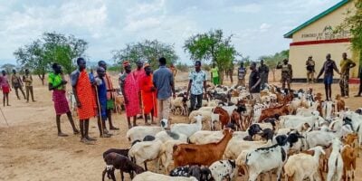 Multi-Agency Operation Recovers 445 Stolen Goats and Sheep in Turkana