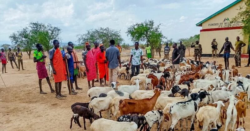 Multi-Agency Operation Recovers 445 Stolen Goats and Sheep in Turkana