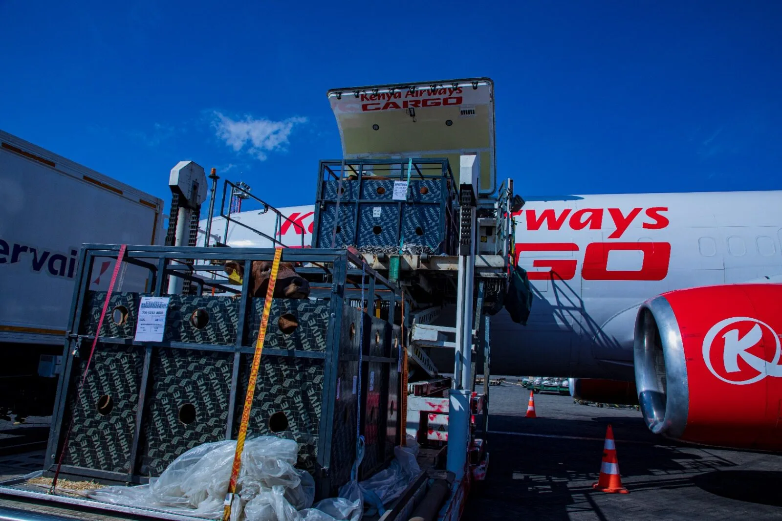 Kenya Airways flies first live cattle shipment to Nigeria