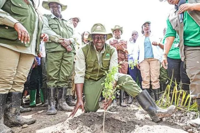 President Ruto expected in Trans Nzoia as government targets 17.24 million trees