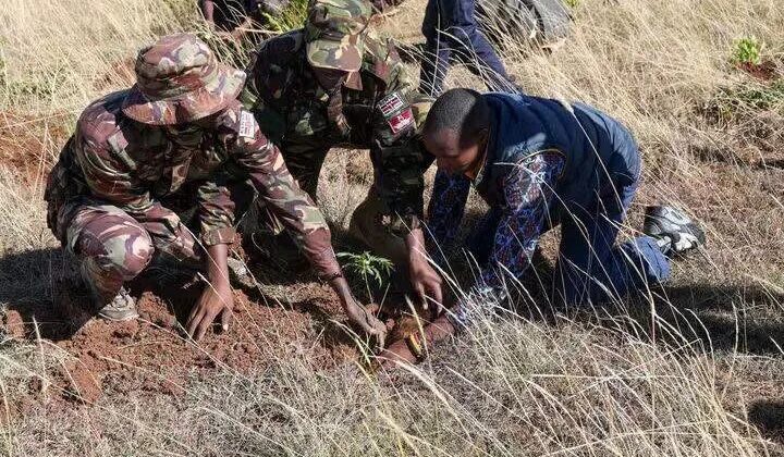 BATUK, KDF lead planting of 200,000 trees in Laikipia during Mazingira Week