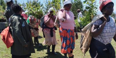 Mau Forest Restoration: Communities Join Global Organisation to Replant Native Trees