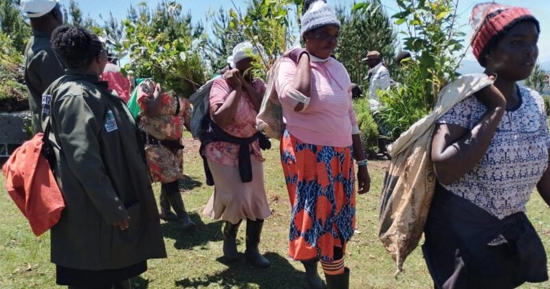 Mau Forest Restoration: Communities Join Global Organisation to Replant Native Trees