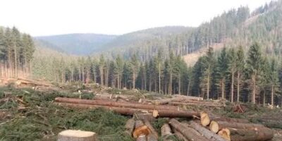 Ngong Hills logging: KFS says tree harvesting is under an approved tender