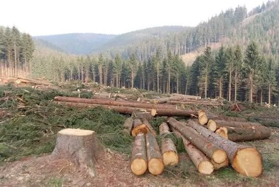 Ngong Hills logging: KFS says tree harvesting is under an approved tender