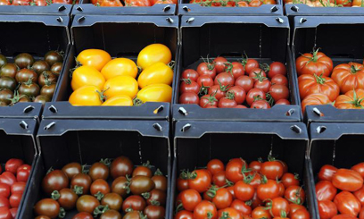 Trump imposes 17% tariff on Mexican tomatoes