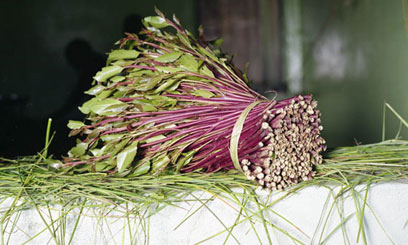 Hope for Kenyan miraa traders as Somalia lifts ban