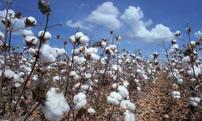 Pakistan’s cotton production increases by 82 pct