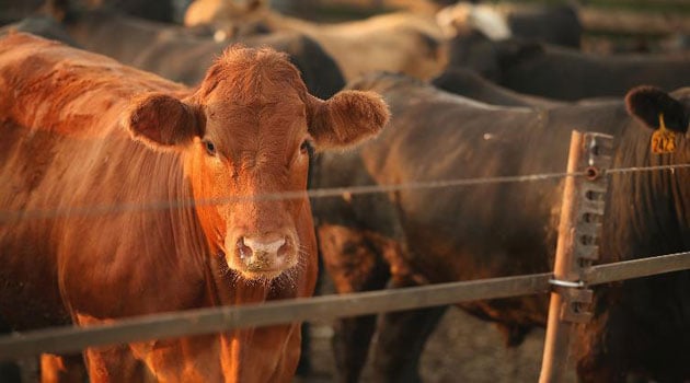 Mexican president criticizes U.S. over Mexican cattle import ban