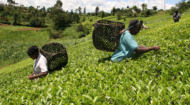 Egypt sending team to explore Kenya opportunities