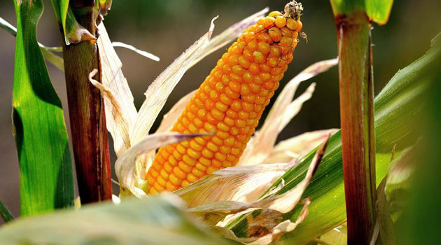 Govt rolls out maize seedling subsidies of up to Sh6, 560