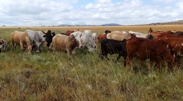 Kenya to export 700,000 cattles to Indonesia yearly